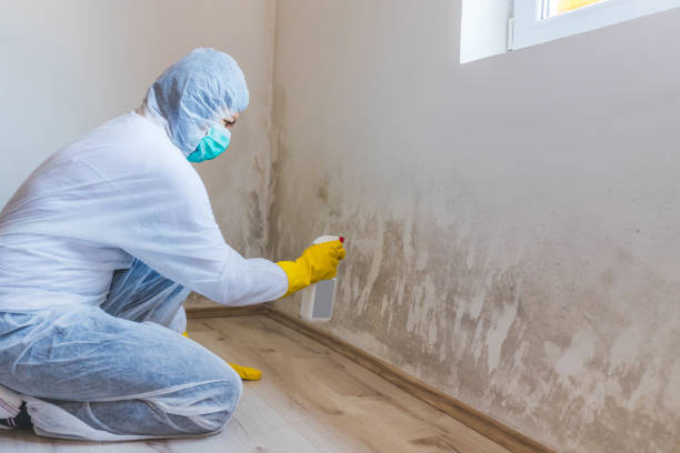 Licensed Mold Testing service in Elon, NC - WQB Mold Removal